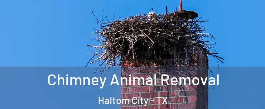 Chimney Animal Removal Haltom City - TX