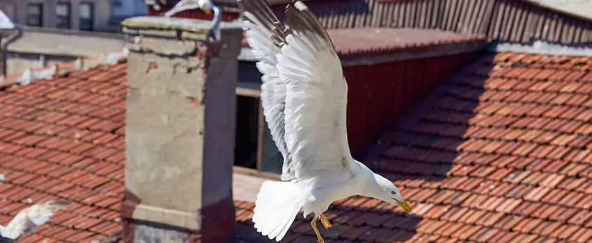 Residential Chimney Animal Removal Solution in Haltom City, TX