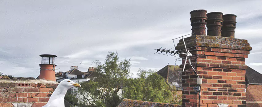 Chimney Cleaning And Restoration in Haltom City, Texas